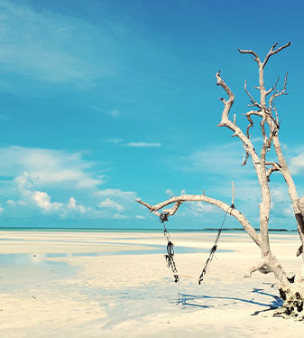 sunny private sandbar charters photo bone island divers